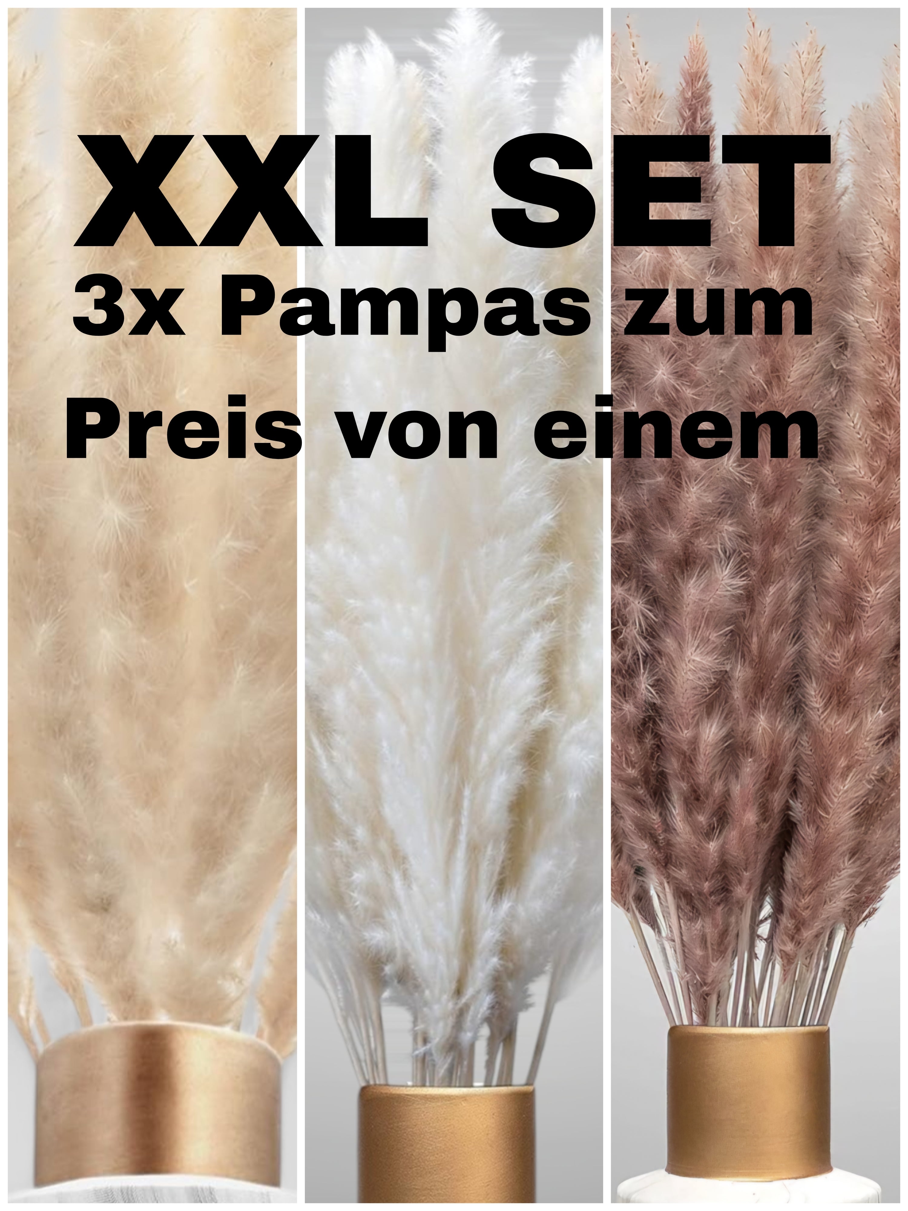 XXL SET Pampasgras 3er Set 90stk 70cm