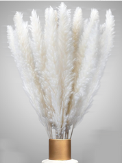 XXL SET Pampasgras 3er Set 90stk 70cm