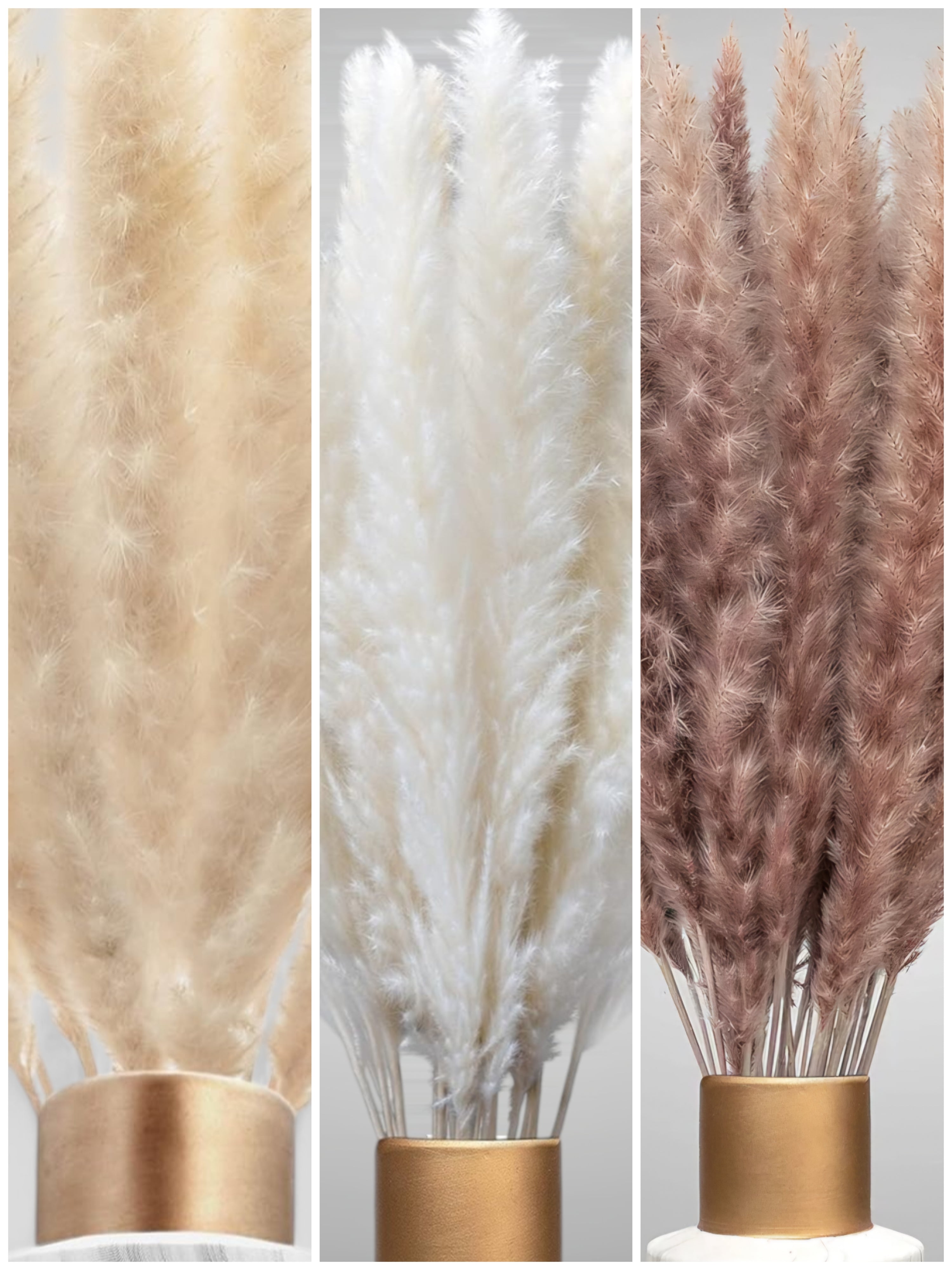 XXL SET Pampasgras 3er Set 90stk 70cm