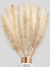 XXL SET Pampasgras 3er Set 90stk 70cm